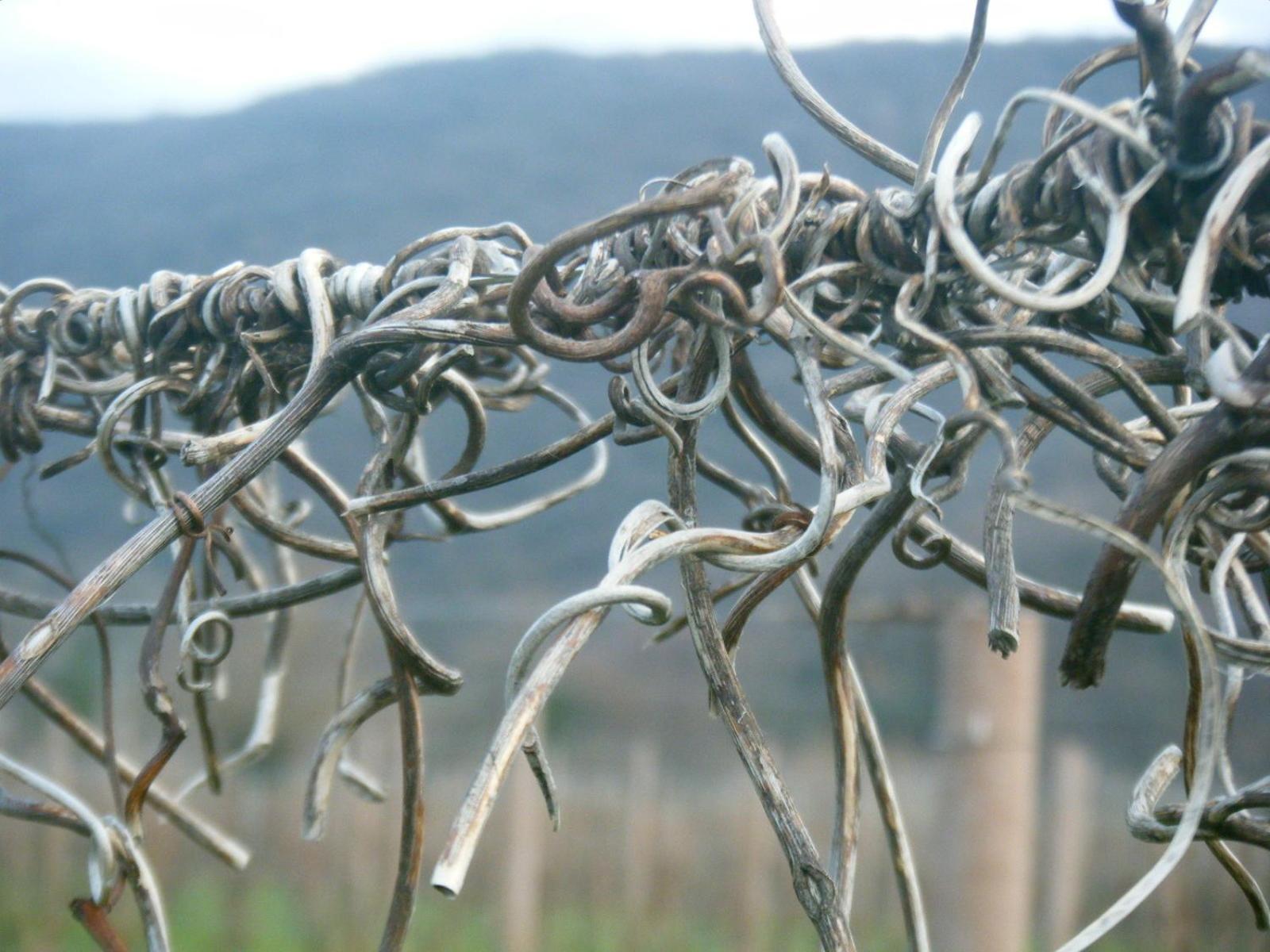 Agriturismo Grillo Iole Winery Prepotto  エクステリア 写真